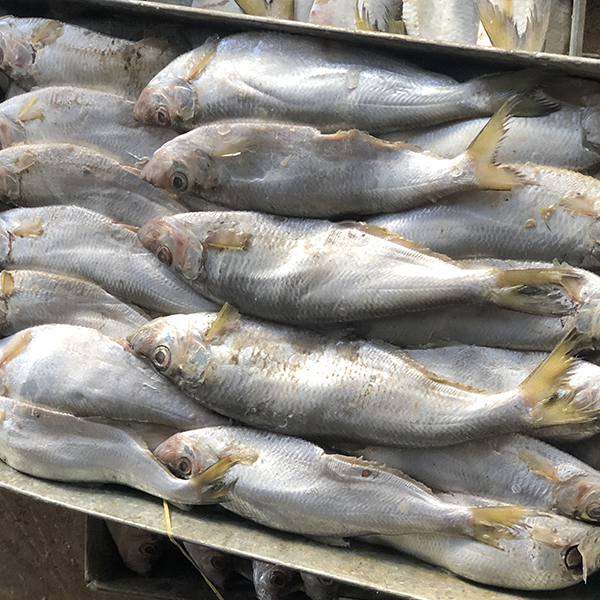 板冻响鱼