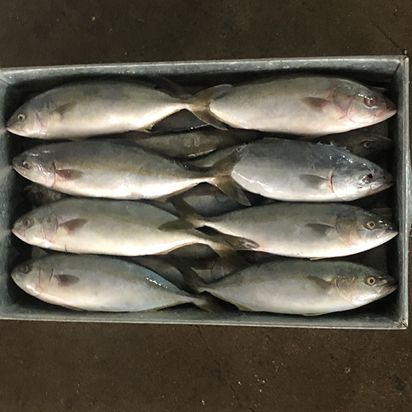 板冻黄金鱼