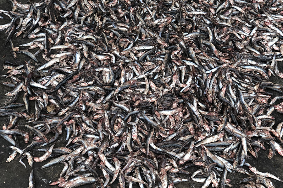 鱼粉原料