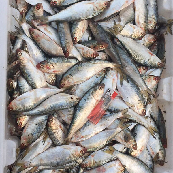 冰鲜海鲫鱼